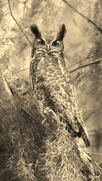 Szary + Sepia