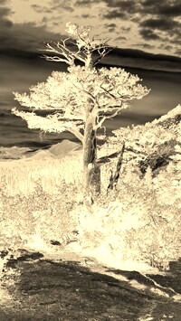 Sepia + Negatyw