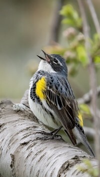 Oryginalny obrazek