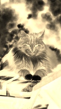 Sepia + Negatyw