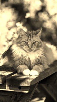 Szary + Sepia