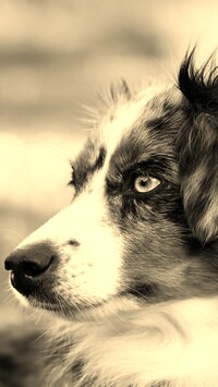 Szary + Sepia