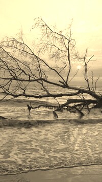 Szary + Sepia