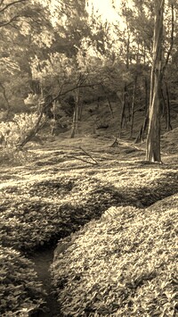 Sepia