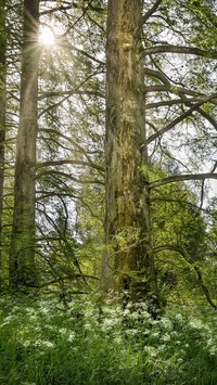 Oryginalny obrazek