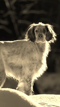 Sepia