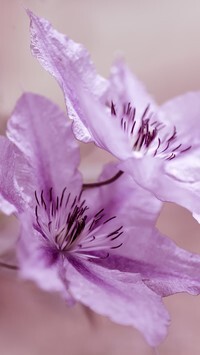 Oryginalny obrazek