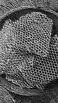 Skamielina
