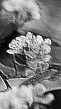 Skamielina