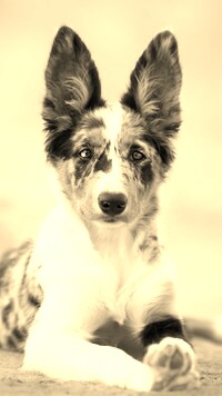 Szary + Sepia