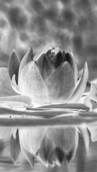 Szary + Negatyw