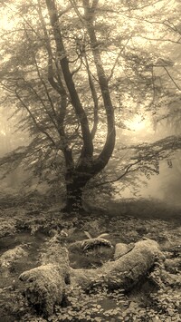 Szary + Sepia