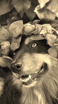 Sepia