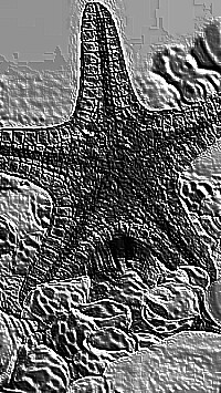 Skamielina