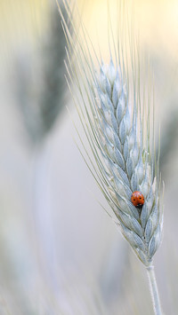 Oryginalny obrazek