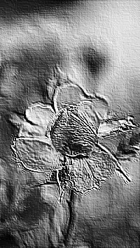 Skamielina