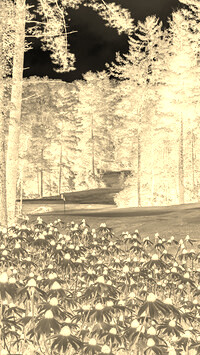 Sepia + Negatyw