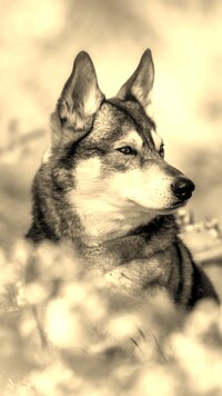 Szary + Sepia