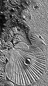 Skamielina