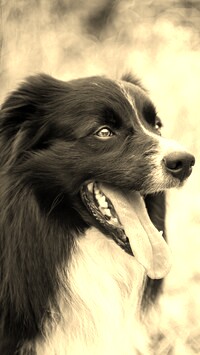 Szary + Sepia