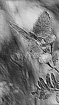 Skamielina