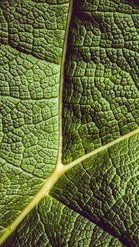 Oryginalny obrazek