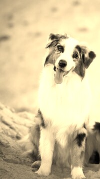 Szary + Sepia