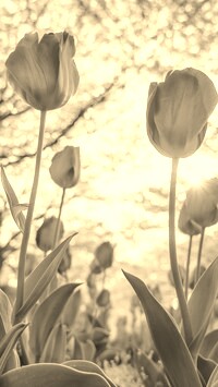 Szary + Sepia