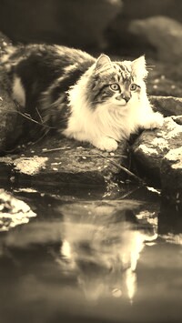 Szary + Sepia