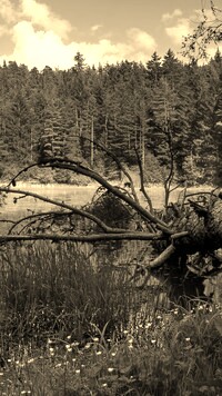 Sepia