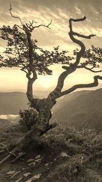 Szary + Sepia