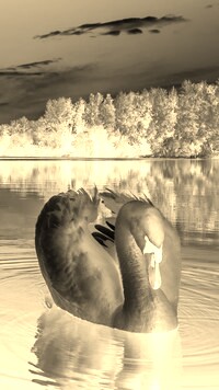 Sepia + Negatyw