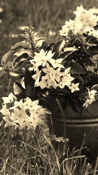 Szary + Sepia