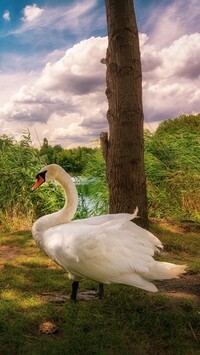 Oryginalny obrazek