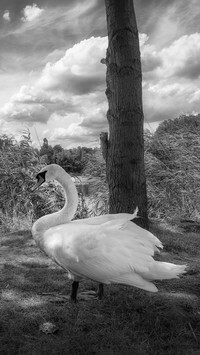 Szary
