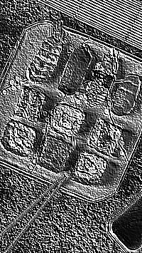 Skamielina