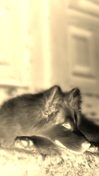 Sepia + Negatyw