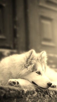 Szary + Sepia