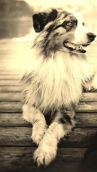 Szary + Sepia