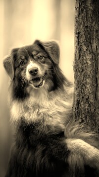 Szary + Sepia