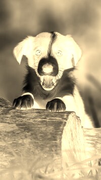 Sepia + Negatyw