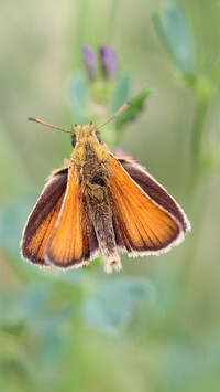 Oryginalny obrazek