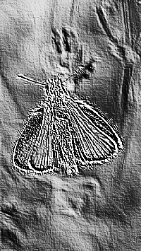 Skamielina