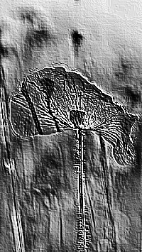 Skamielina