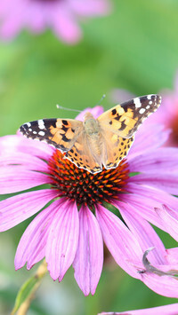 Oryginalny obrazek