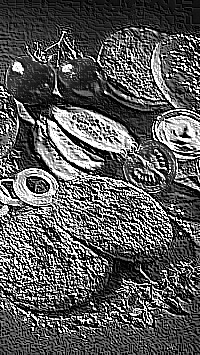 Skamielina
