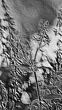 Skamielina