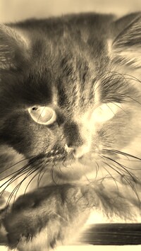 Sepia + Negatyw