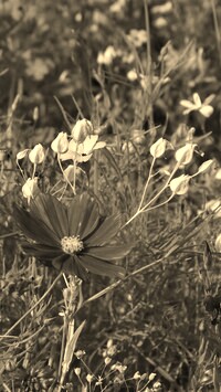 Szary + Sepia