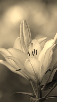 Szary + Sepia